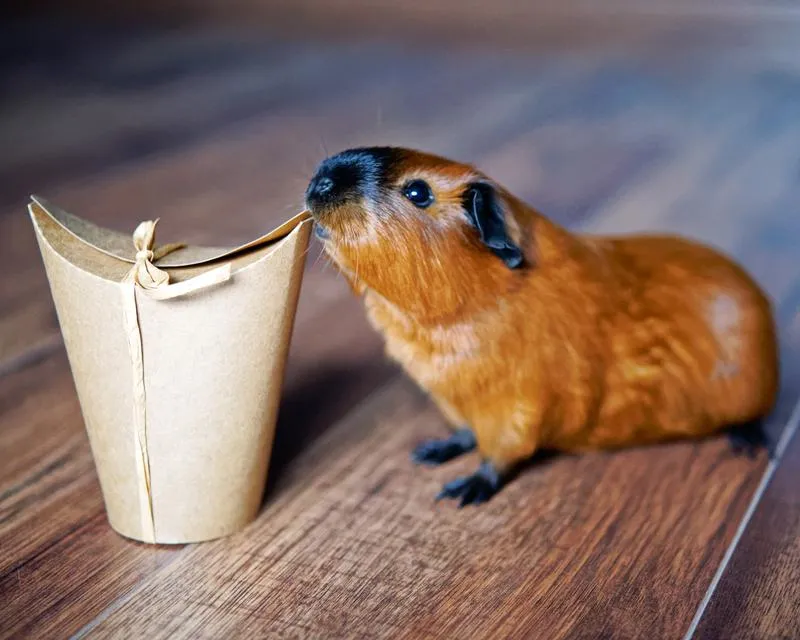 Najtańsze oferty świnek morskich rozetek