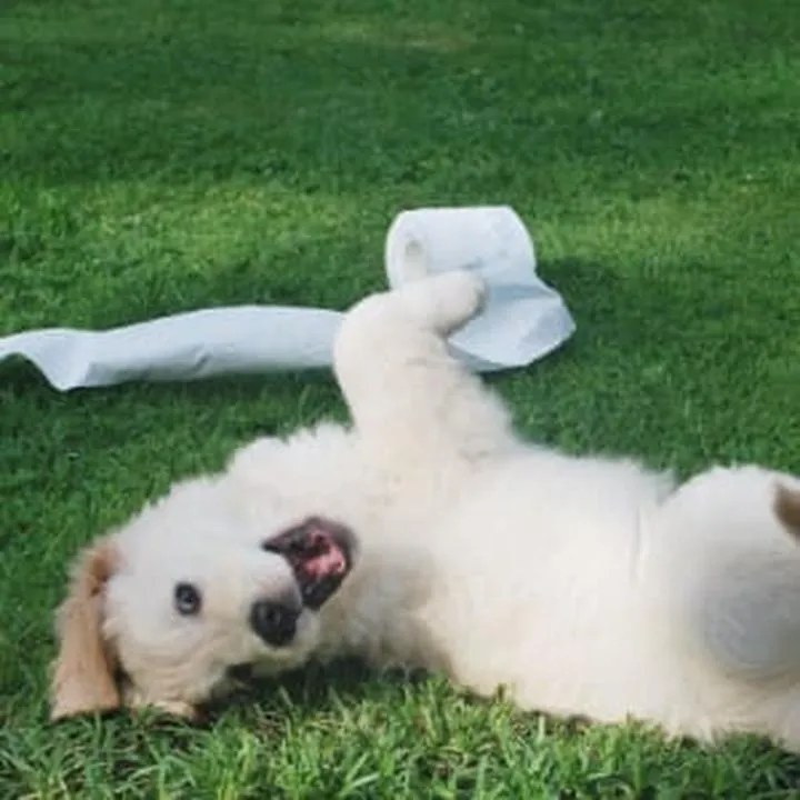 Nauka czystości psa