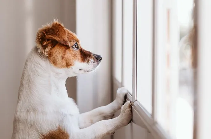 Nauka czystości u psa
