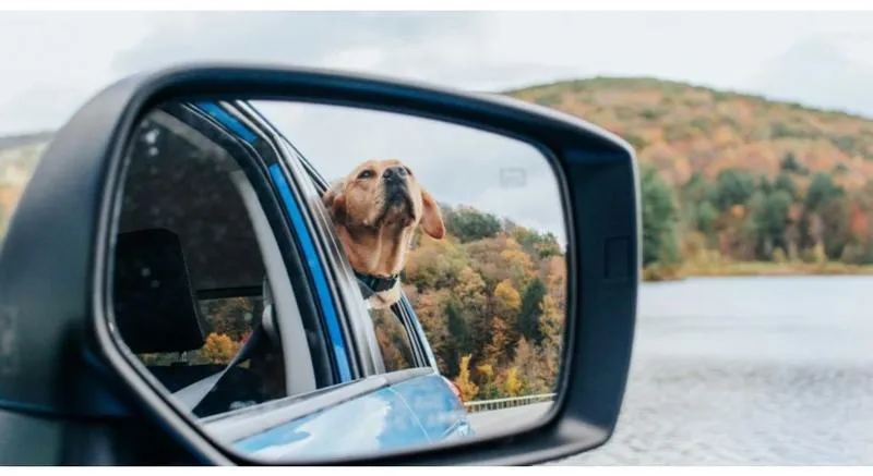 Niezwykła podróż psa koleją