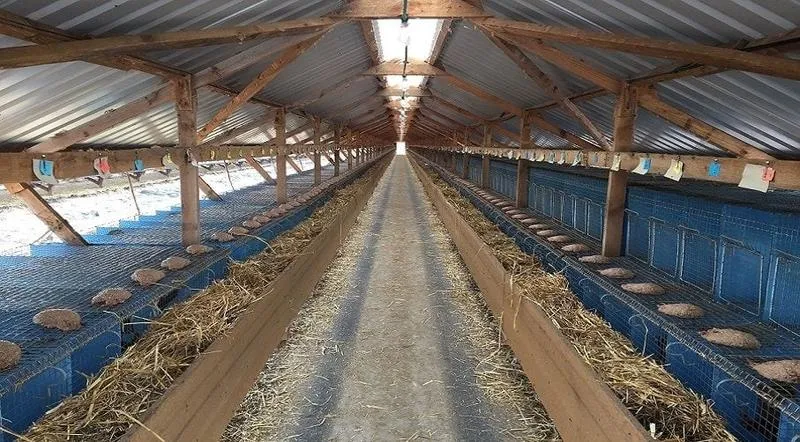 Niezwykłe rasy zwierząt hodowlanych