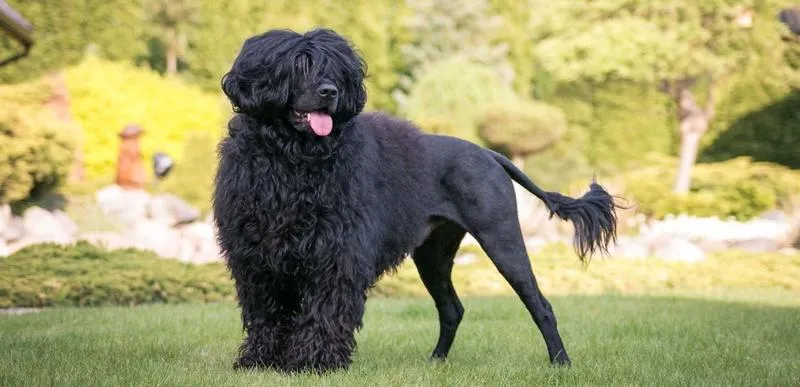 Nocne szczekanie psa