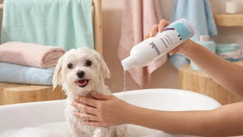 Objawy i przyczyny łupieżu u psa