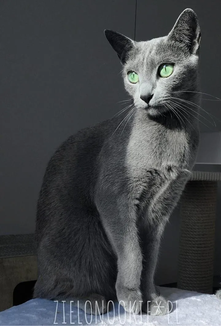 Opieka nad kotem rosyjskim niebieskim