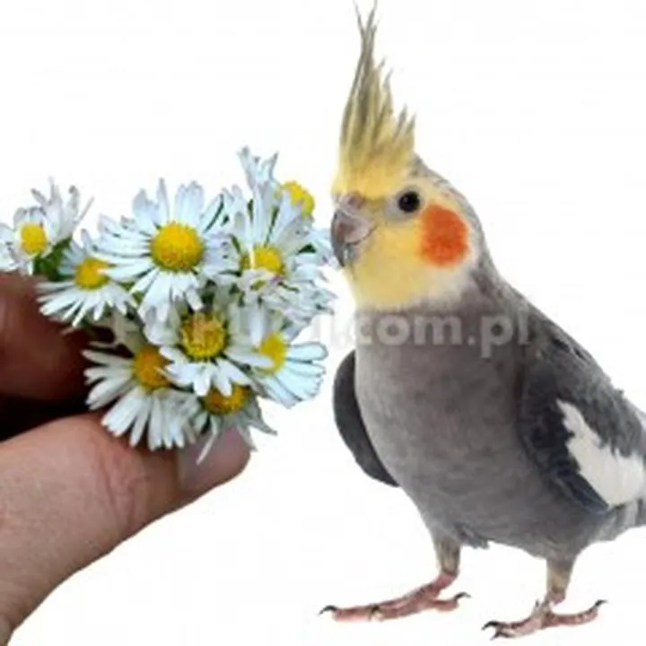 Ow fruits and vegetables