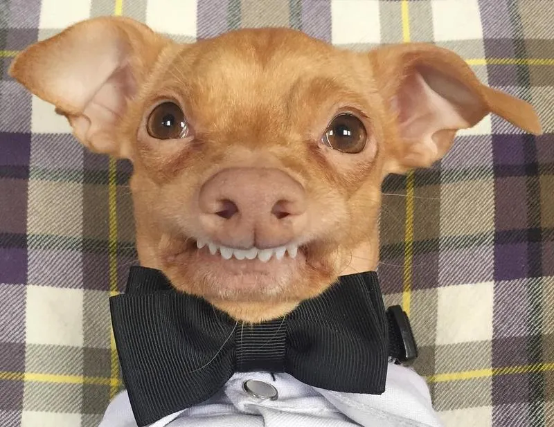 Pielęgnacja puszystej sierści