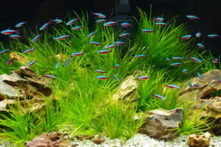 Pielęgnacja ryb w nowym akwarium