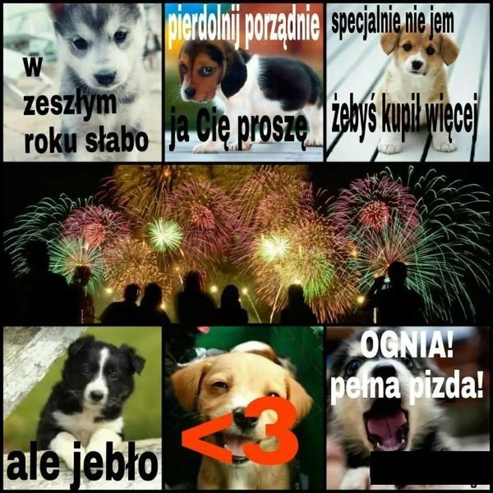 Pies a sylwestrowe fajerwerki