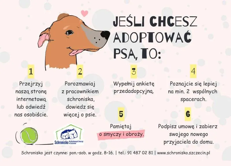 Pomoc dla psa rodzina i fundacje