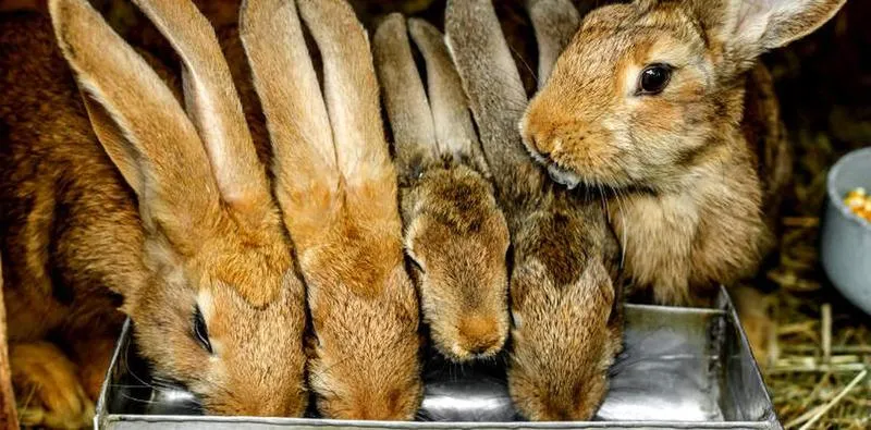 Pomór królików a zdrowie ludzi