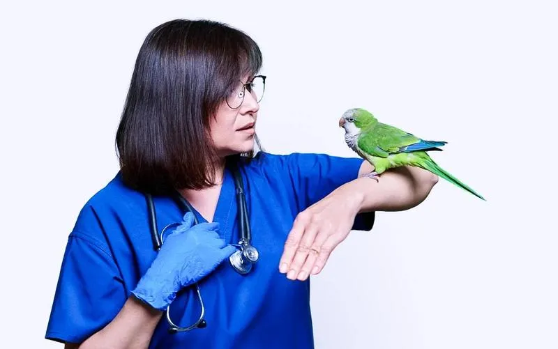 Profilaktyka zdrowotna kanarków