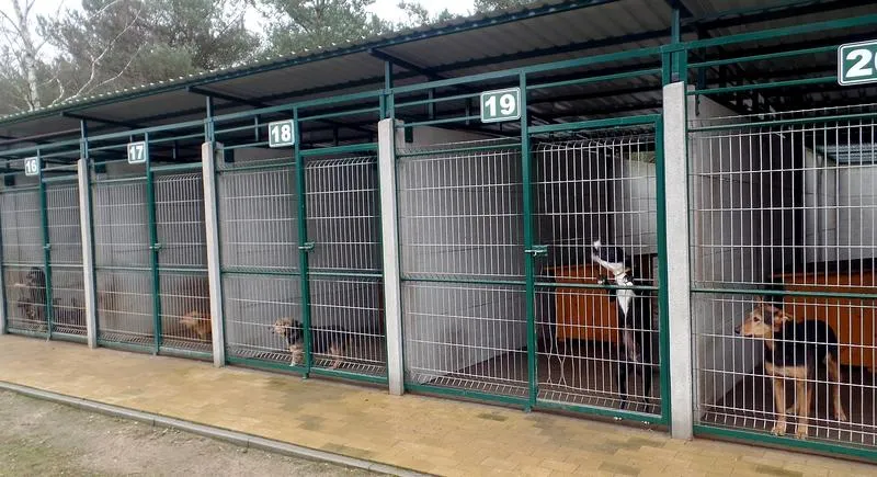 Przygotowanie do oddania zwierzaka