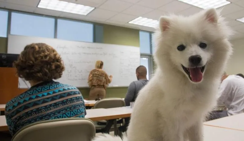 Psy a zdrowie psychiczne