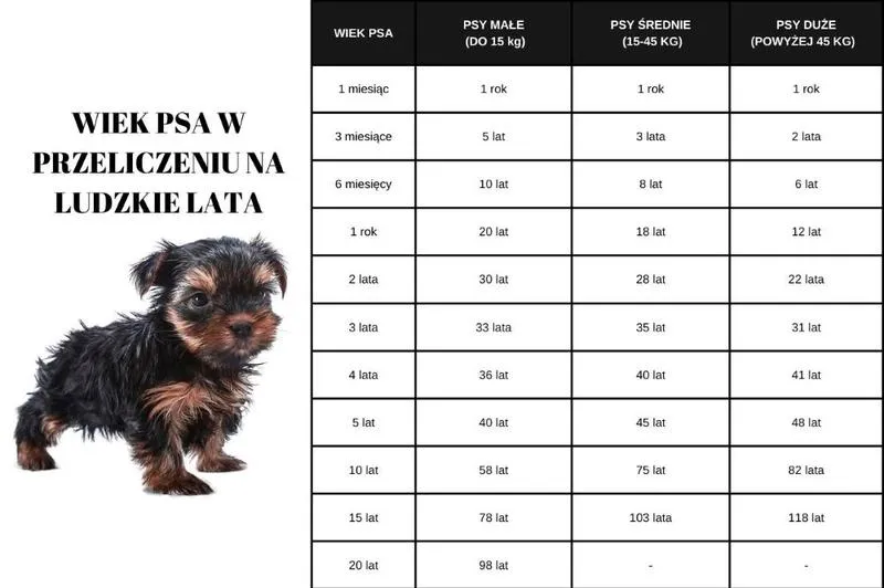 Rasy psów a tempo starzenia