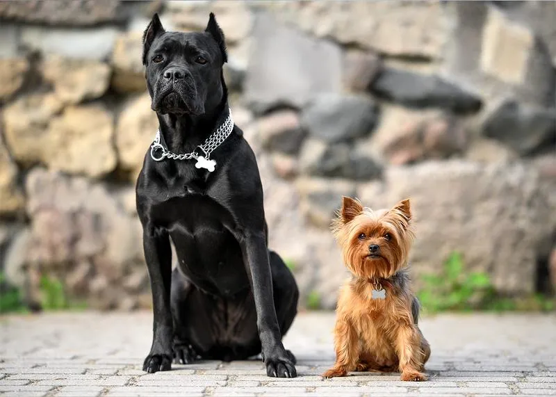 Rasy psów do mieszkania