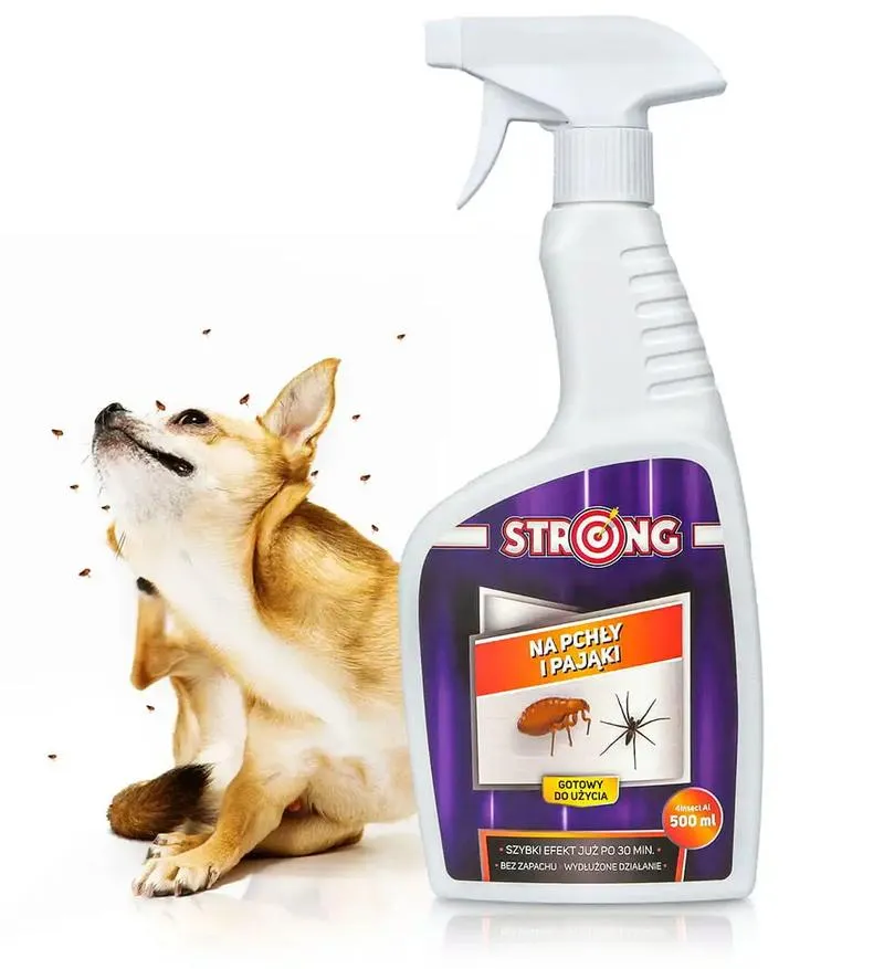 Rasy psów które nie śmierdzą