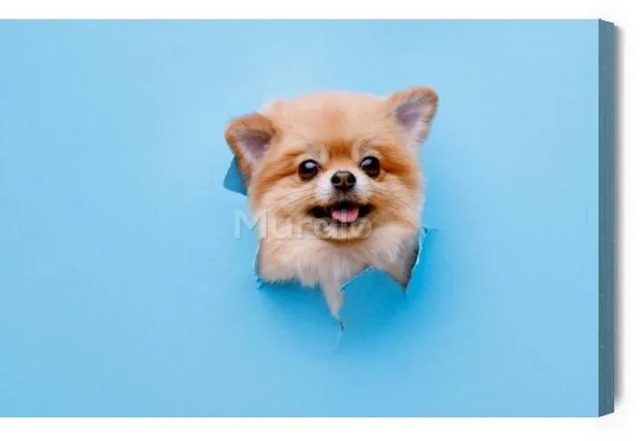 Rasy psów o niedźwiedzim wyglądzie