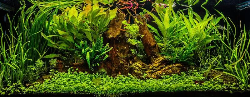 Rodzaje substratów akwariowych