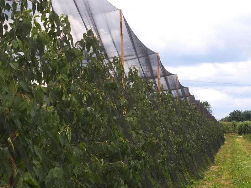 Rośliny odstraszające ptaki w ogrodzie