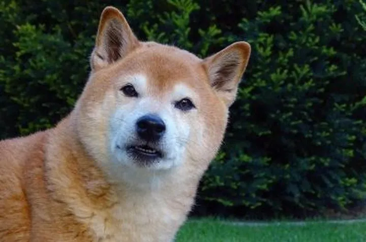 Różnice rasowe w zachowaniu psów