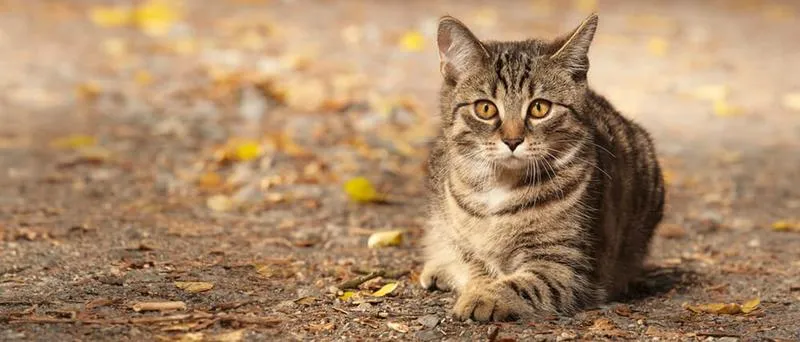 Ruja permanentna u kotki