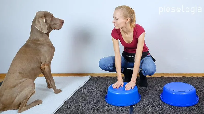 Skuteczne metody szkolenia psa