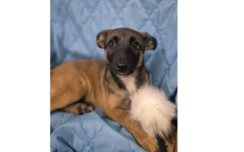 Skutki oddania psa do schroniska