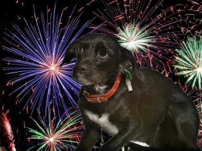 Strach i lęk przed hałasem u psa