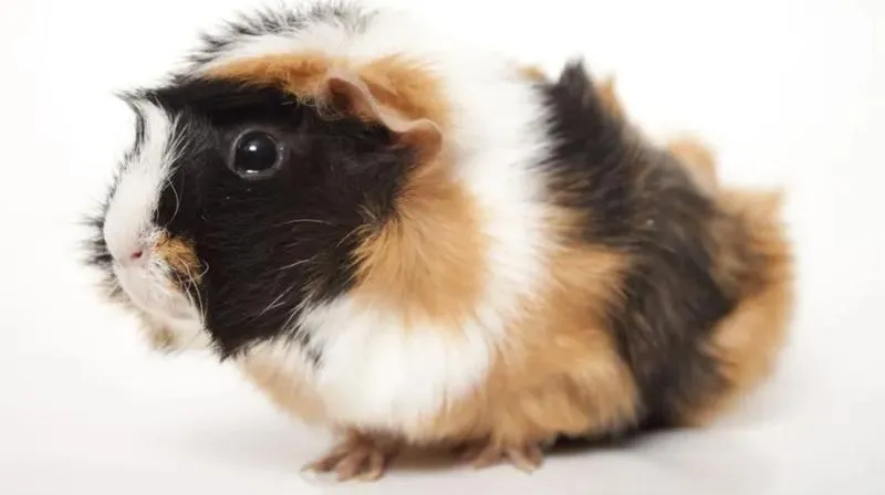 Strach przed wysokością u świnek morskich