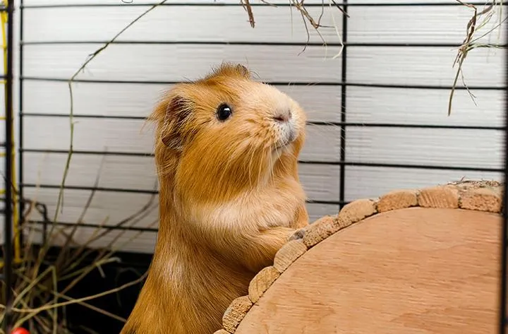 Świnki morskie a hibernacja