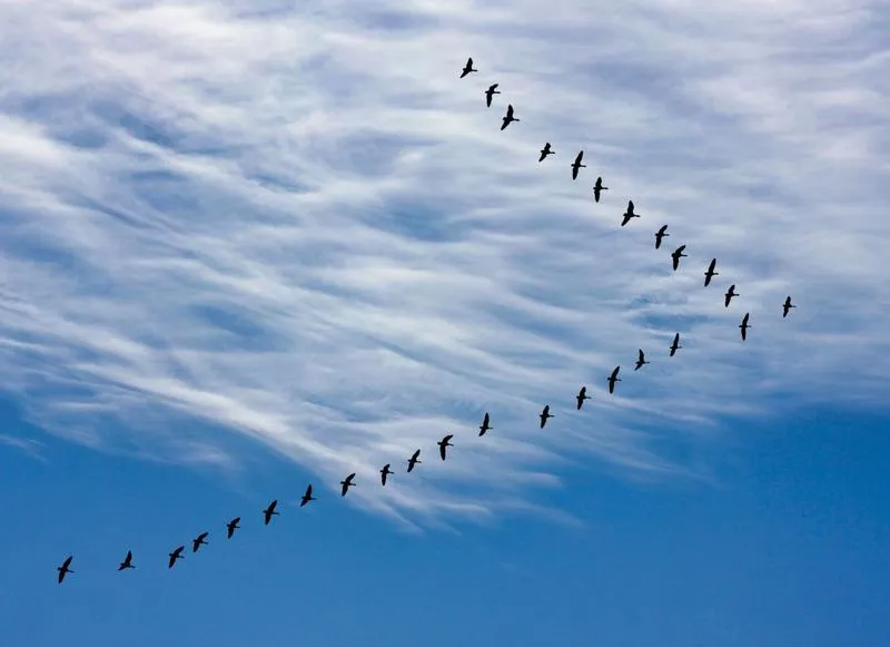 Trasy migracji ptaków