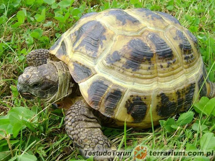 Warunki hibernacji żółwi stepowych