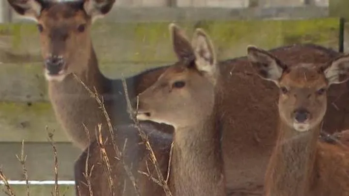 Współpraca przedszkola ze schroniskiem