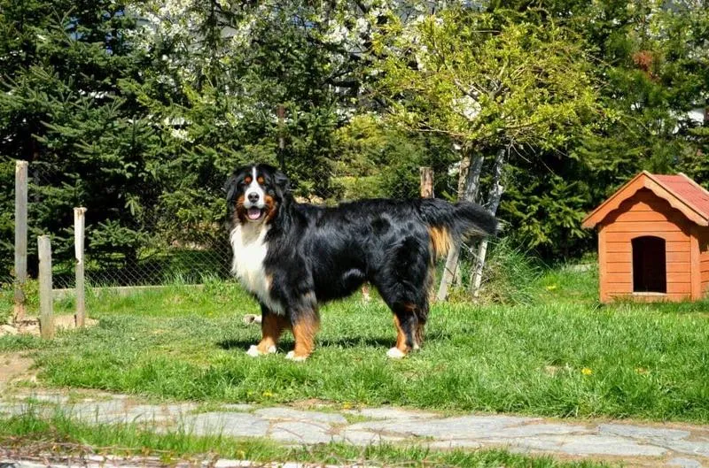 Wybór rasy psa do budy