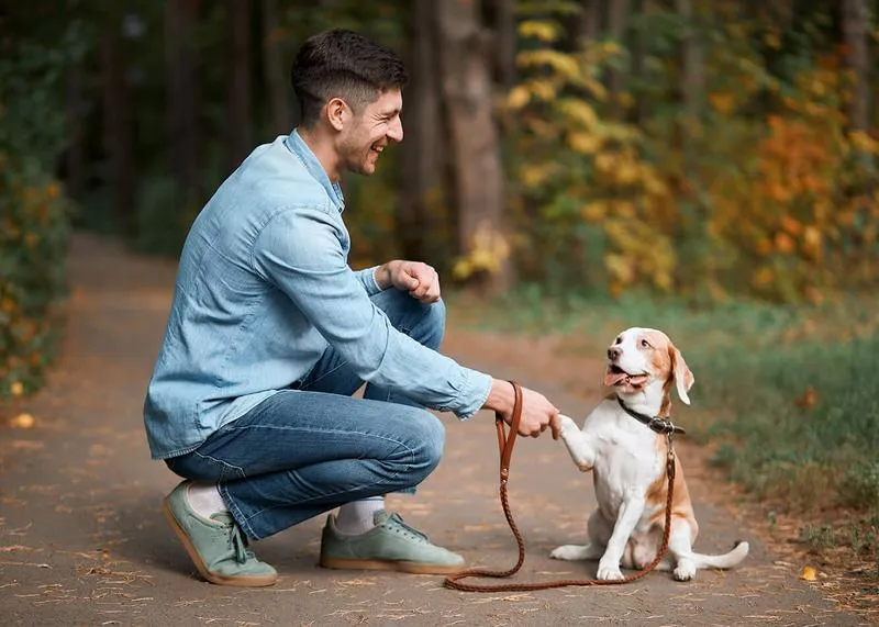 Wychowanie psa krok po kroku