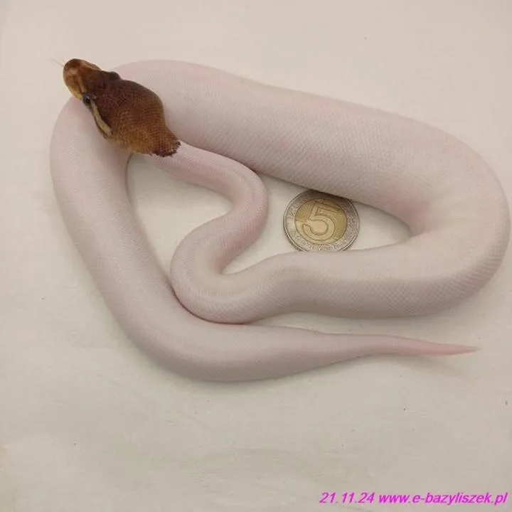 Wymagania terrarium pytona