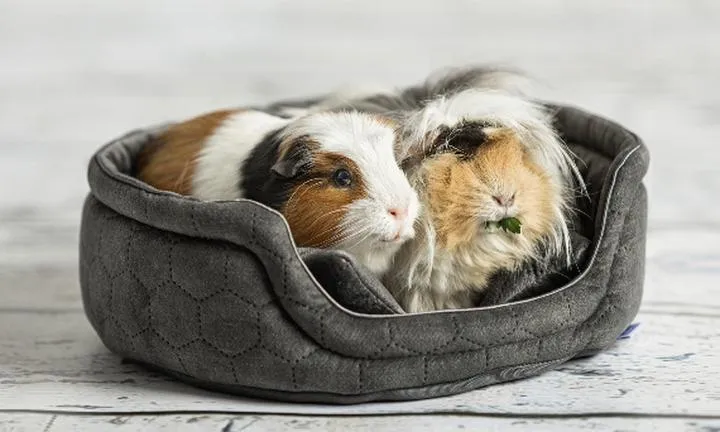 Wysokość a komfort świnek morskich