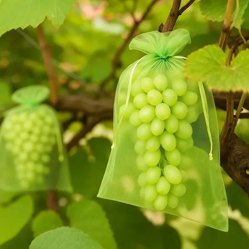 Zabezpieczenie winogron przed ptakami