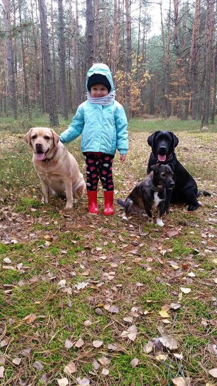 Zachowania psów i komunikacja