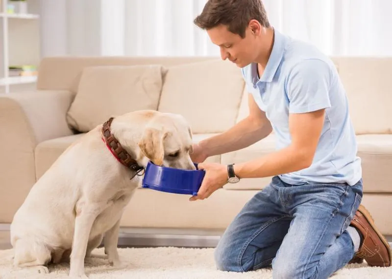 Zbilansowana dieta psa