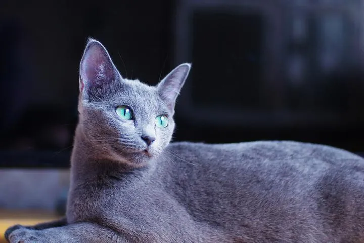 Zdrowie i długowieczność kota rosyjskiego niebieskiego