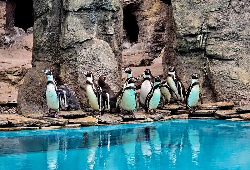 Zoo Chorzów przewodnik