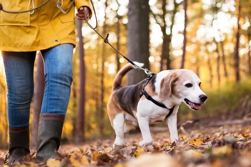 Zrozumienie potrzeb psa